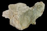 Fossil Plesiosaur Cervical Vertebra - Asfla, Morocco #166011-3